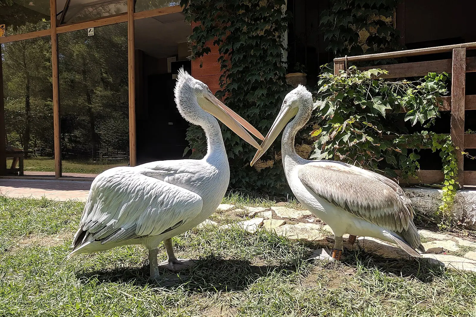Albania wildlife nature pelican